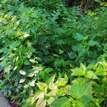 Johnson Hills Park - Jewelweed and stinging nettle - Parks Near Me - Cincinnati, Ohio