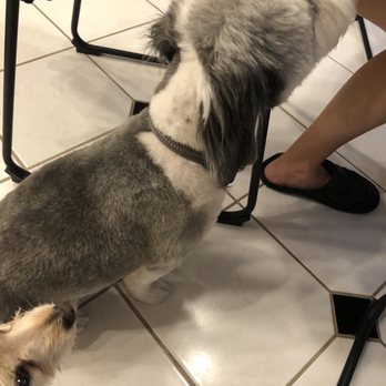 Shelly's Pet Grooming - Dog - Pet Groomers Near Me - Tempe, Arizona