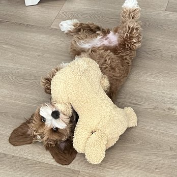 Rosebud Australian Labradoodles - Pet Breeders Near Me - Encinitas, California
