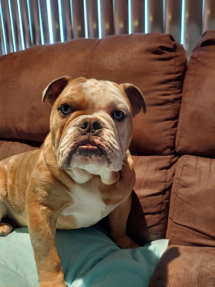 GARDEN CITY PARK ANIMAL HOSPITAL 33 Photos & 37 Reviews 290 Denton