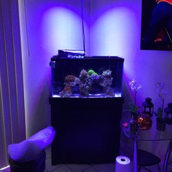 Florida Fins and Scales - Alietes and andys 30gallon reef!