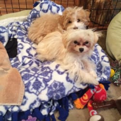 Crazy Daisies - My Malti-Poo's.