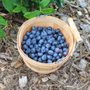 Photo of Little Hill Berry Farm