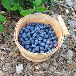 Little Hill Berry Farm