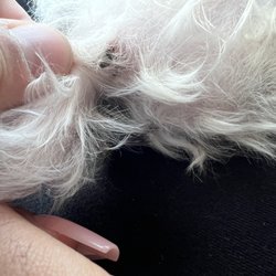 Pierre's Too Hotel & Pet Grooming