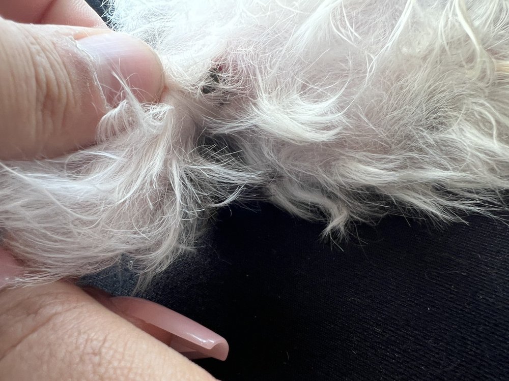 PIERRE’S TOO HOTEL & PET GROOMING Updated August 2024 42 Photos