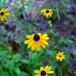 Homochitto National Forest - Clear Springs Recreation Area - Wildflowers