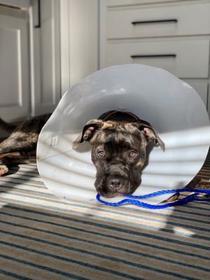 MCKINLEYVILLE ANIMAL CARE CENTER - 10 Photos & 42 Reviews - 2151 MCKINLEYVILLE ANIMAL CARE CENTER - 10 Photos & 42 Reviews - 2151