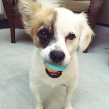 Dots Cupcakes - Oreo loves Dots doggie cupcakes! - Cupcakes Near Me - Pasadena, California Dots Cupcakes - Oreo loves Dots doggie cupcakes! - Cupcakes Near Me - Pasadena, California