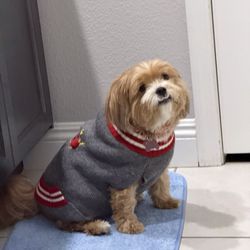 Aloha Animal Hospital - Me in my new sweater!