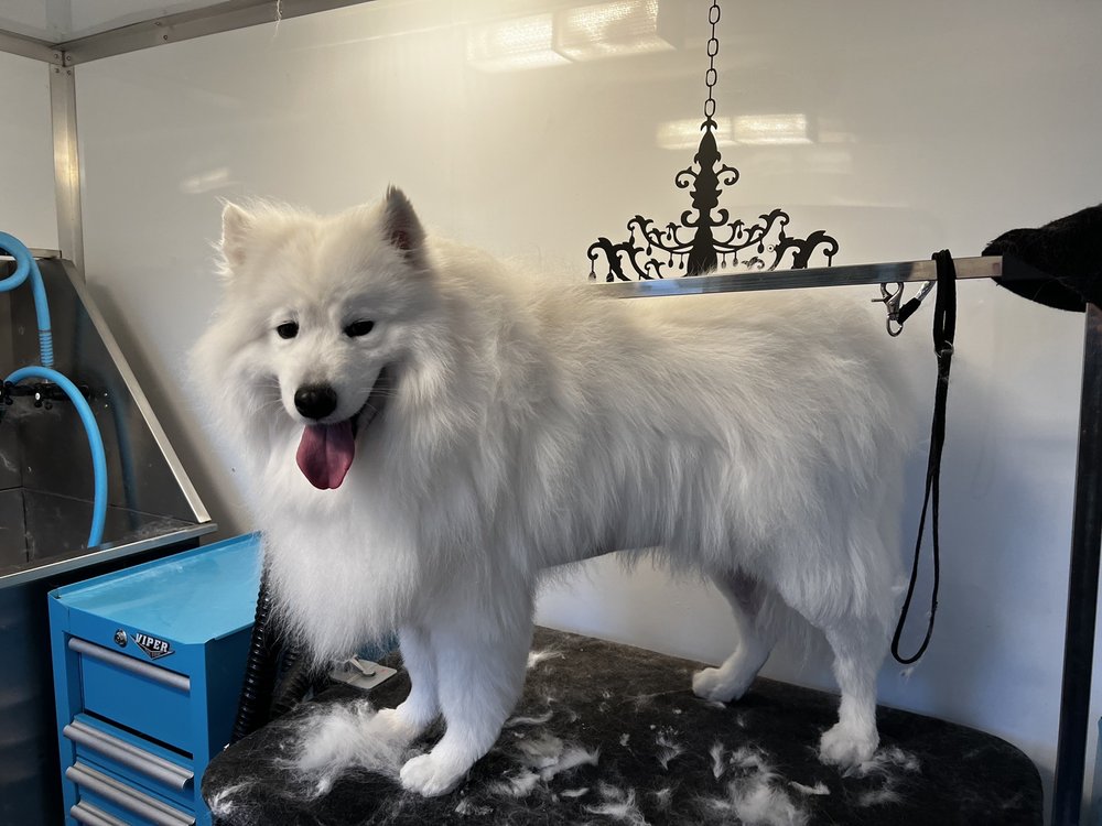 JESSIE’S GROOMING OASIS MOBILE Updated September 2024 91 Photos