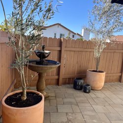 Twin Oaks Ranch Nursery - Worth the work! Beautiful fruitless olive trees