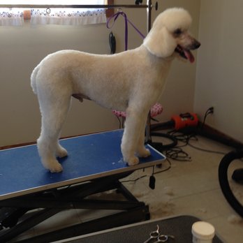 Petpallooza - Pet Groomers Near Me - Mountain Home, Arkansas Petpallooza - Pet Groomers Near Me - Mountain Home, Arkansas