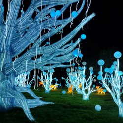 Zoo Lights