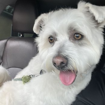 Allie & Paws - All smiles post grooming. - Pet Groomers Near Me - Downey, California