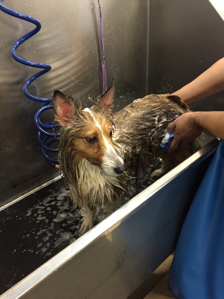 THE DAWG WASH & CENTRAL DAWGMA Updated September 2024 23 Reviews