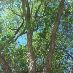 Some of the great trees in the park.
