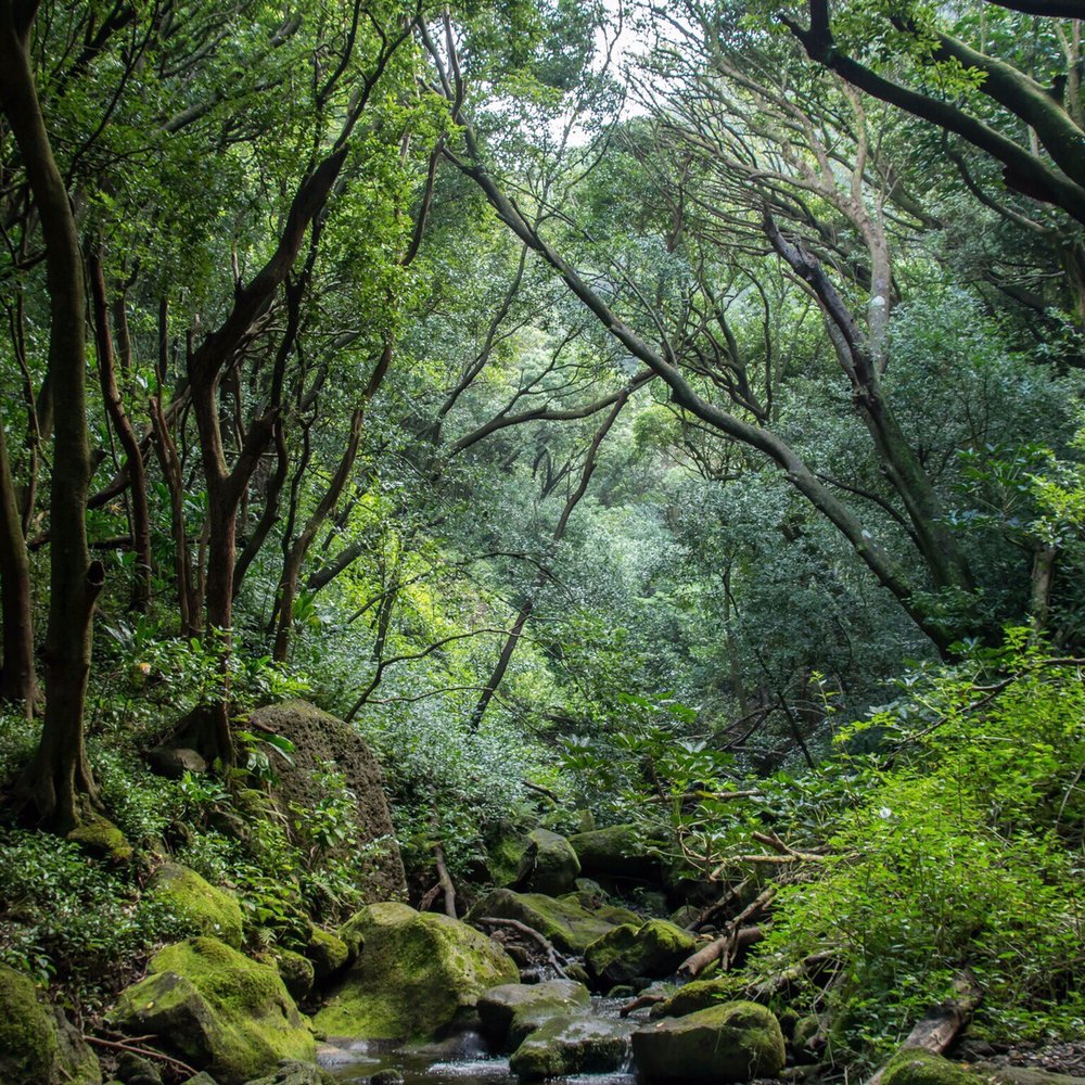 Lulumahu Falls - Hiking Near Me - Honolulu, Hawaii Lulumahu Falls - Hiking Near Me - Honolulu, Hawaii
