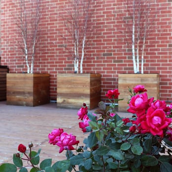 Rooftopia - Large rooftop garden planters with birch trees and roses in East Lakeview designed & built by Rooftopia - Landscaping Near Me - Chicago, Illinois Rooftopia - Large rooftop garden planters with birch trees and roses in East Lakeview designed & built by Rooftopia - Landscaping Near Me - Chicago, Illinois