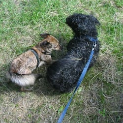 Gemeinde Kagar - Lucky und was fast wie ein Fuchs aussieht ist Pipi