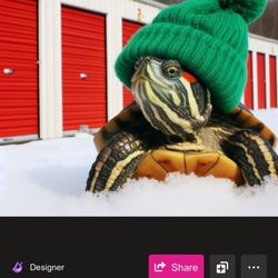 Storage Etc - Silly Turtle with Hat