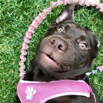 4PAWS and a WAG - Chloe - Dog Walkers Near Me