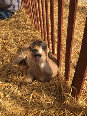 Caromont Farm by null