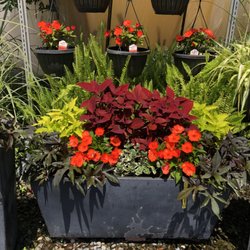 The Angels Garden - Hot Summer Annuals