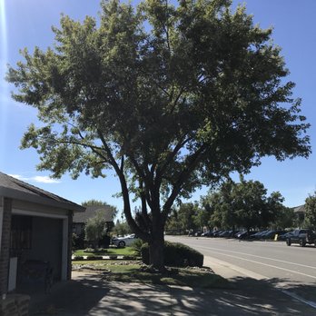 Higby Tree Services - Tree Services Near Me - Placerville, California