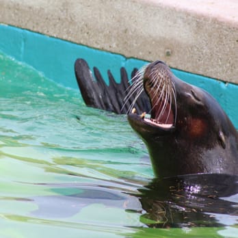Welsh Mountain Zoo - Zoos Near Me - Colwyn Bay, CWY Welsh Mountain Zoo - Zoos Near Me - Colwyn Bay, CWY
