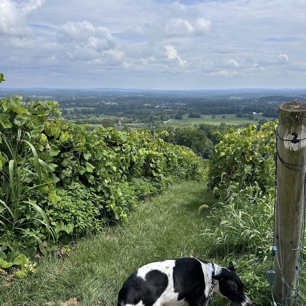 Bluemont Vineyard - Venues & Event Spaces Near Me - Bluemont, Virginia Bluemont Vineyard - Venues & Event Spaces Near Me - Bluemont, Virginia