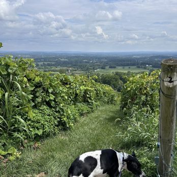 Bluemont Vineyard - Venues & Event Spaces Near Me - Bluemont, Virginia Bluemont Vineyard - Venues & Event Spaces Near Me - Bluemont, Virginia