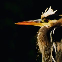 Hello Nature Adventure Tours