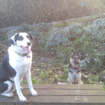 Calvin's Place - Pet Sitting Near Me - Tacoma, Washington Calvin's Place - Pet Sitting Near Me - Tacoma, Washington