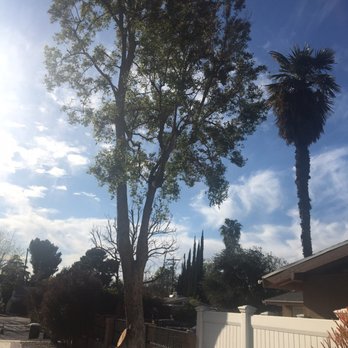 Supreme Tree Experts - Trees trim. Excellent job. - Tree Services Near Me - Santa Ana, California Supreme Tree Experts - Trees trim. Excellent job. - Tree Services Near Me - Santa Ana, California