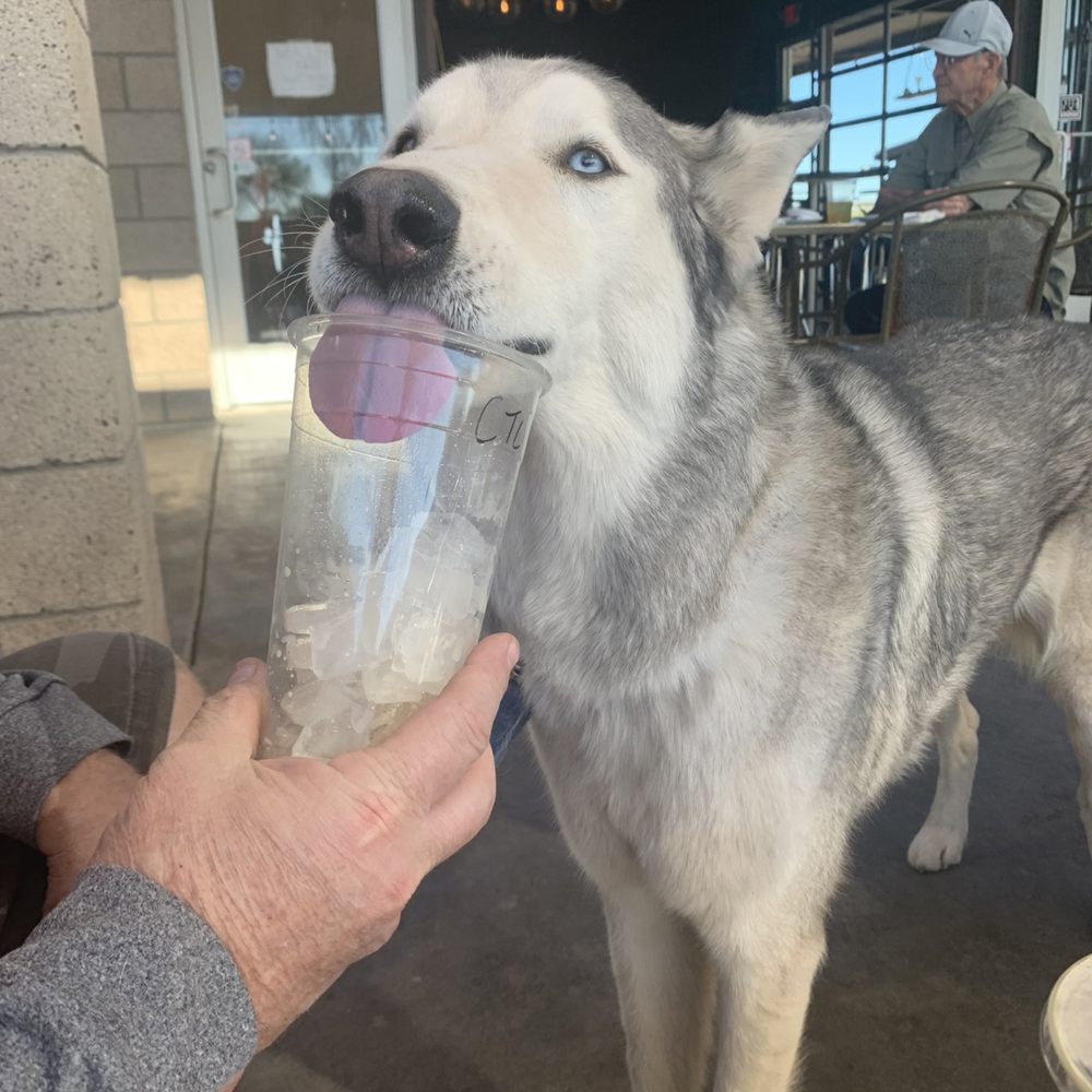 Amped Coffee Company - Dog friendly patio! Ever our boy Shiloh enjoys Amped! - Coffee & Tea Near Me - Phoenix, Arizona Amped Coffee Company - Dog friendly patio! Ever our boy Shiloh enjoys Amped! - Coffee & Tea Near Me - Phoenix, Arizona