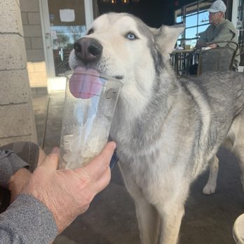 Amped Coffee Company - Dog friendly patio! Ever our boy Shiloh enjoys Amped! - Coffee & Tea Near Me - Phoenix, Arizona