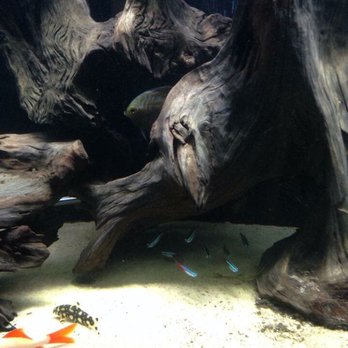 Reef Tropical Fish - Reef Tropical Fishes - Local Fish Stores Near Me - Anaheim, California