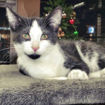 Pet Valu - Baby KITTEN for adoption - Pet Stores Near Me - Mississauga, Ontario Pet Valu - Baby KITTEN for adoption - Pet Stores Near Me - Mississauga, Ontario