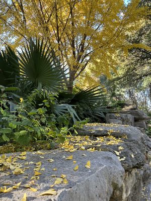 Zilker Botanical Garden by null