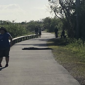 Anhinga Trail - Hiking Near Me - Homestead, Florida Anhinga Trail - Hiking Near Me - Homestead, Florida