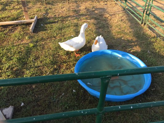 Coleman's Farm - Saline by null