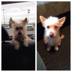 Lisa's Grooming & Day Spa - Before and after pictures