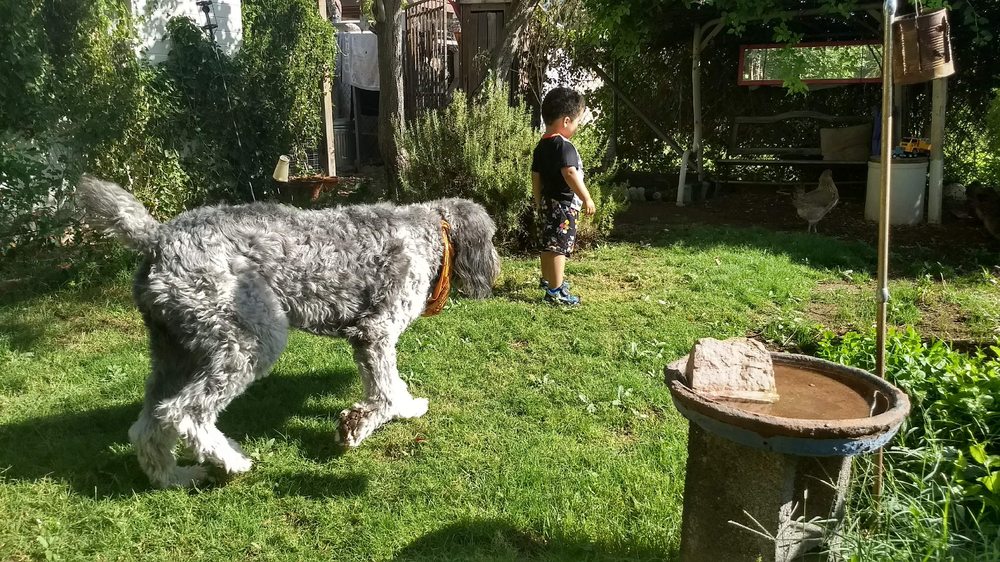 Grandma's Dog House - pet boarding facility in Tempe, AZ