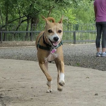Doggercize - Myra playing on an outing with Buckey - Dog Walkers Near Me