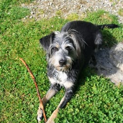 Hundesalon Corso