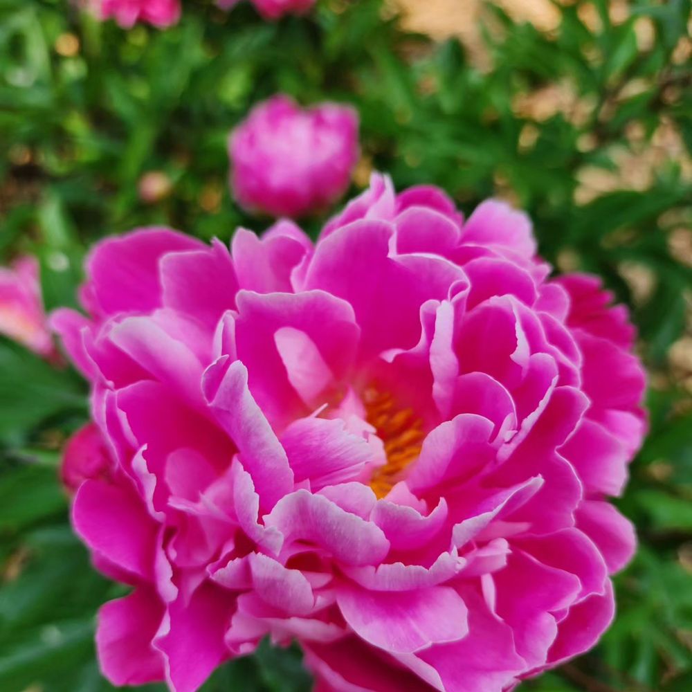 Schwartz Peony Garden - Botanical Gardens Near Me - Gaithersburg, Maryland Schwartz Peony Garden - Botanical Gardens Near Me - Gaithersburg, Maryland