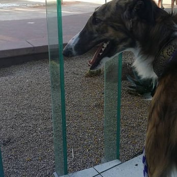 AZ88 - Lovely patio with great company.  Appreciate that the patio is dog friendly, and in a beautiful setting - American Near Me - Scottsdale, Arizona