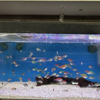 Tokyo Aquarium - Aquarium Services Near Me - Los Angeles, California