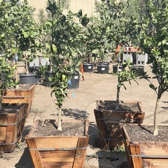 Fonseca's Nursery & Gardens - Nurseries & Gardening Near Me - Hanford, California Fonseca's Nursery & Gardens - Nurseries & Gardening Near Me - Hanford, California